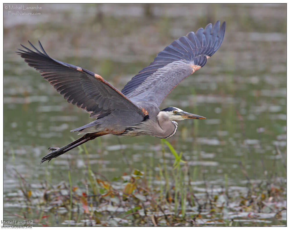 Great Blue Heronadult, Flight