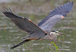 Great Blue Heron