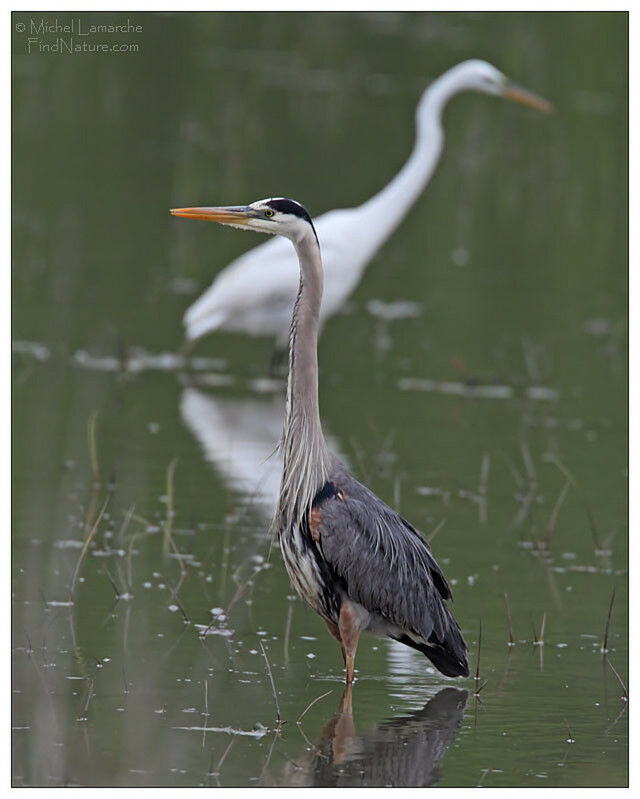 Great Blue Heron