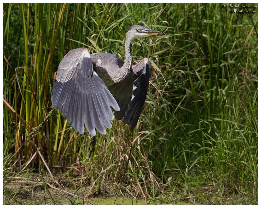 Great Blue Heron, Flight