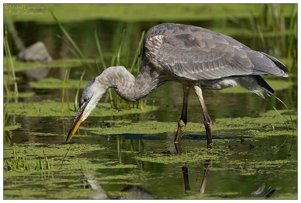 Great Blue Heron