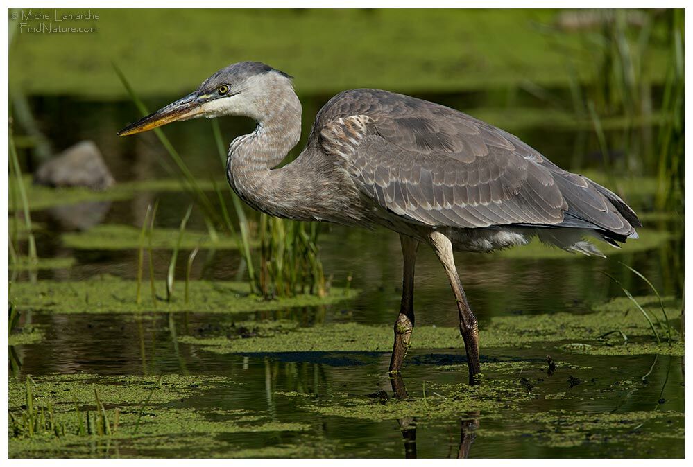 Great Blue Heron