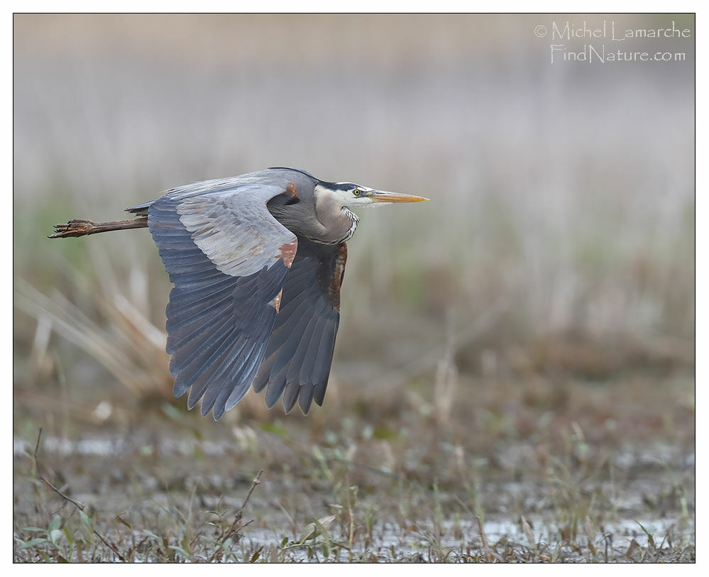 Great Blue Heron