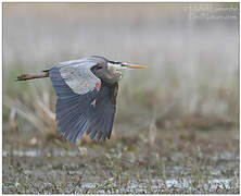 Great Blue Heron