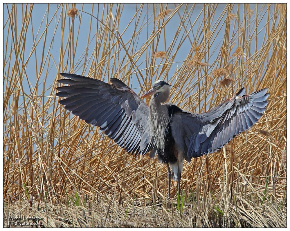 Great Blue Heron male adult