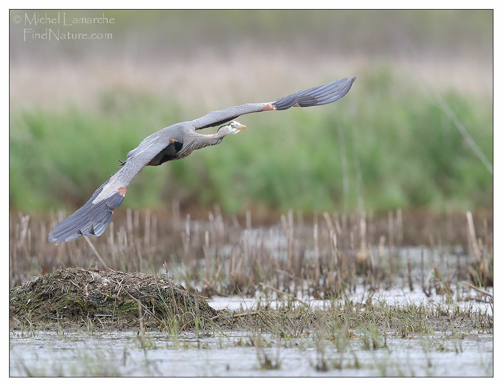 Great Blue Heron