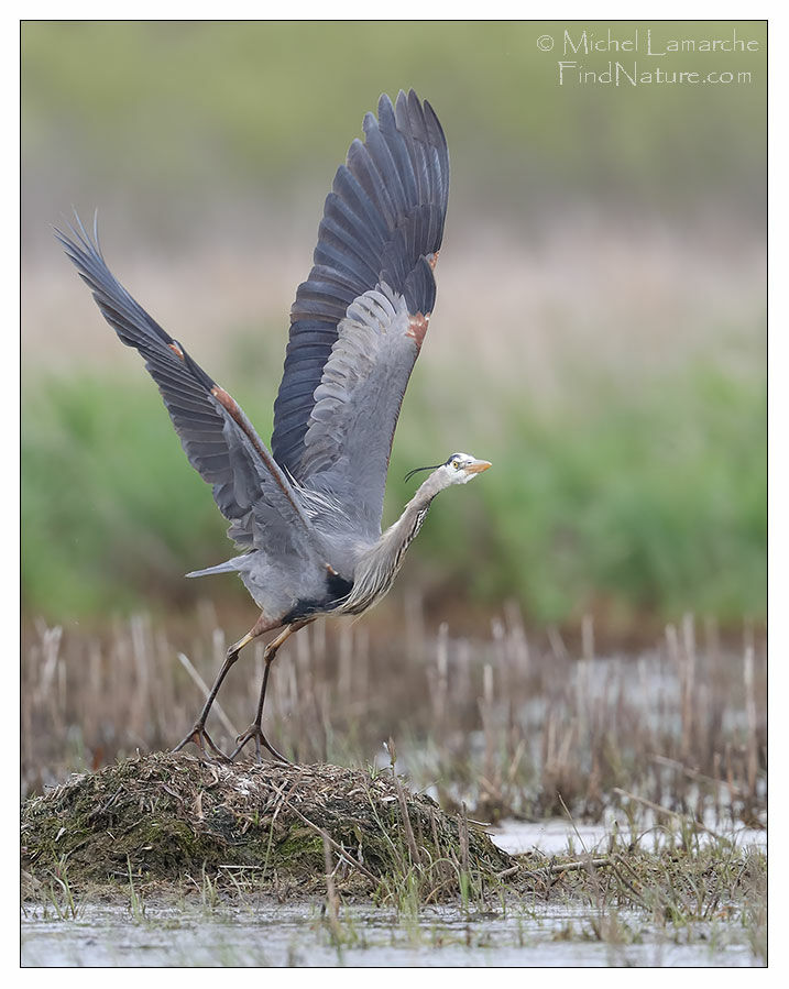 Great Blue Heron