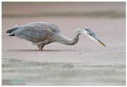 Great Blue Heron