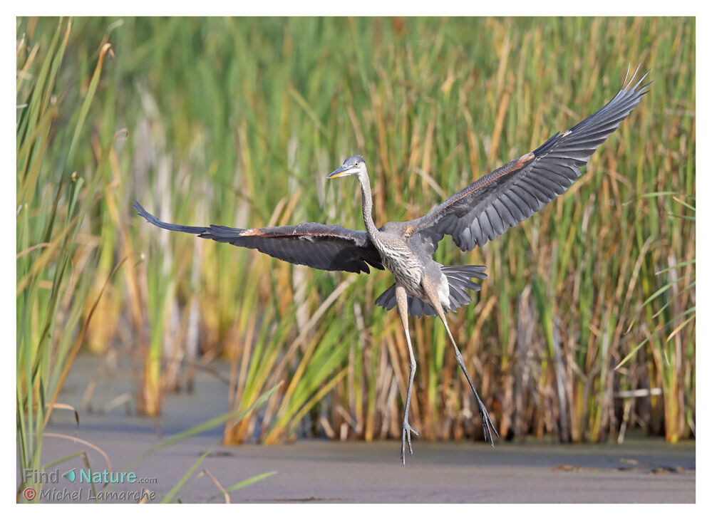 Great Blue Heron