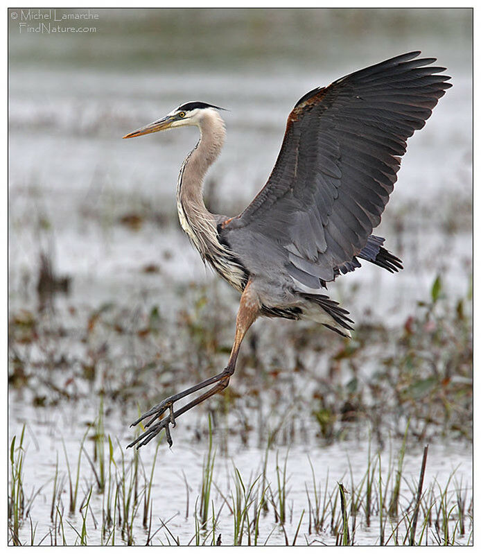 Great Blue Heron