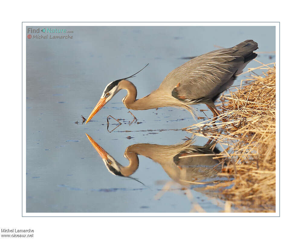 Great Blue Heronadult, fishing/hunting