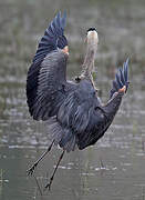 Great Blue Heron