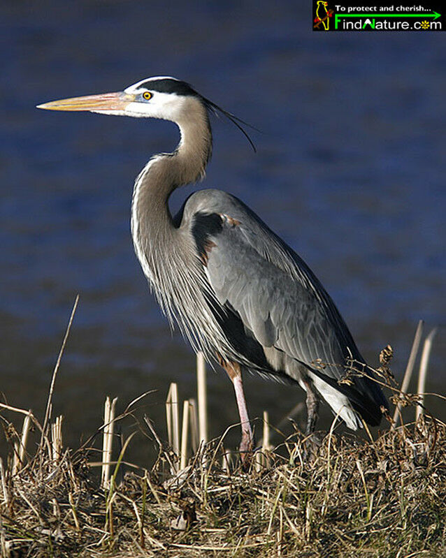 Great Blue Heronadult