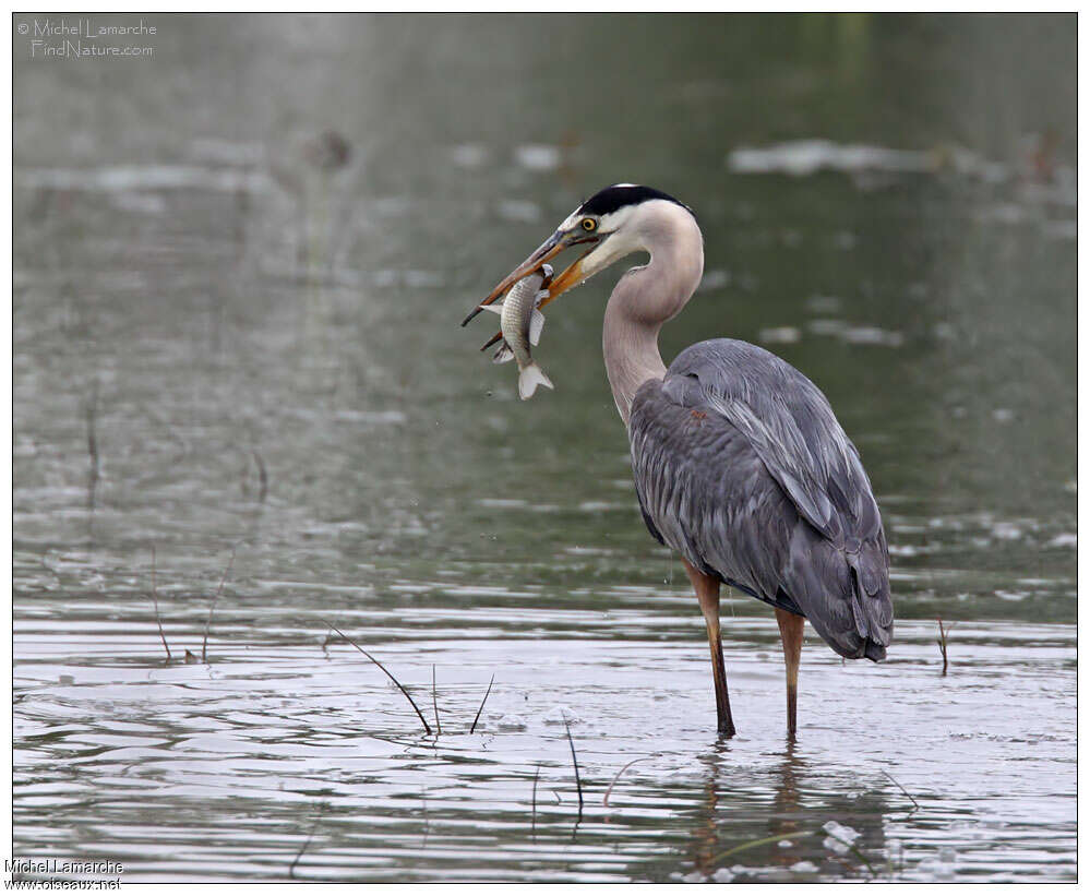 Great Blue Heronadult, feeding habits, fishing/hunting