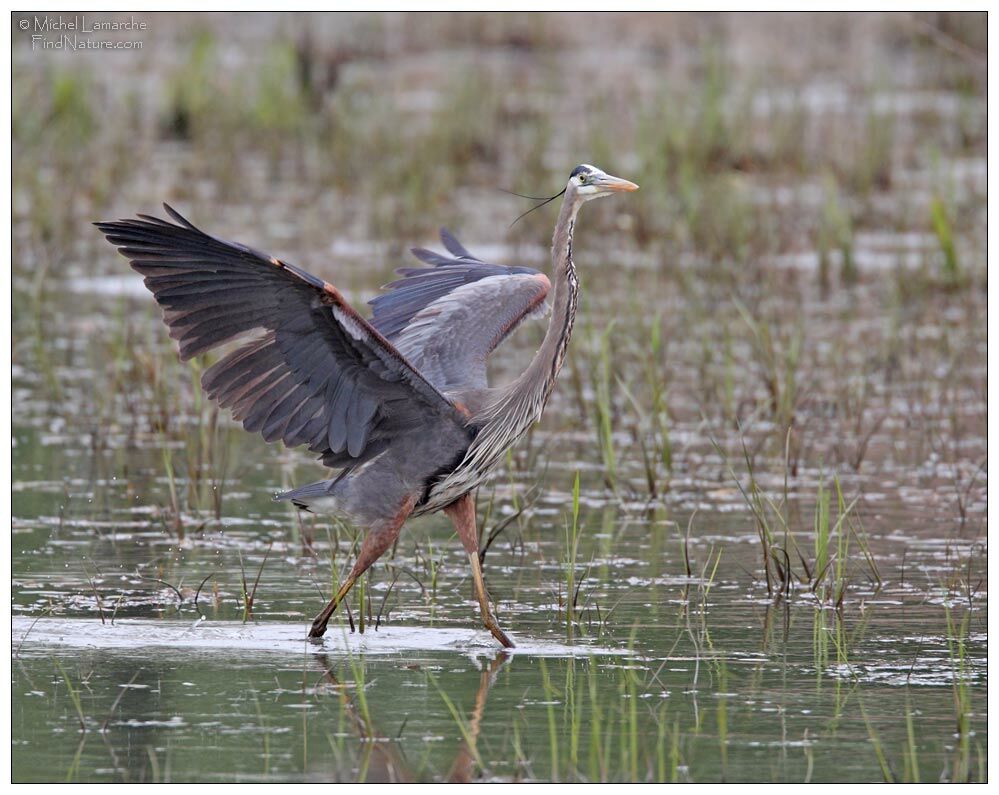 Great Blue Heron