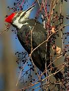 Pileated Woodpecker