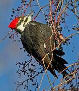 Pileated Woodpecker