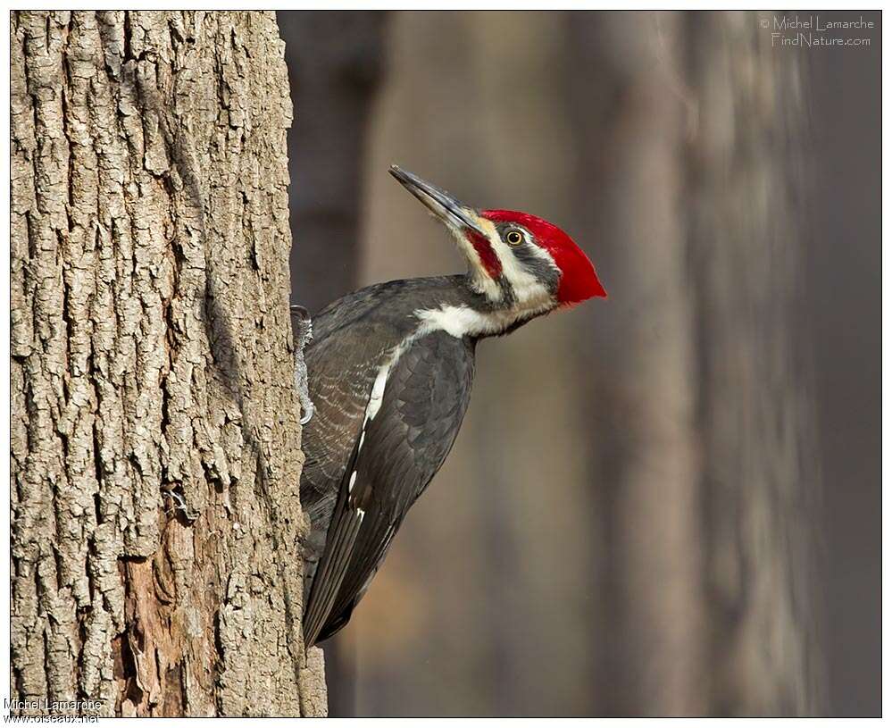 Pileated Woodpecker male adult, close-up portrait