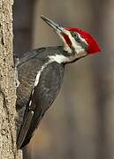 Pileated Woodpecker