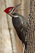 Pileated Woodpecker