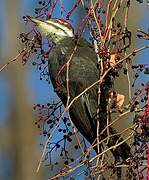 Pileated Woodpecker