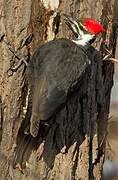 Pileated Woodpecker