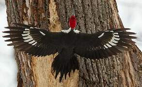 Pileated Woodpecker