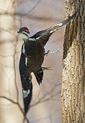 Pileated Woodpecker