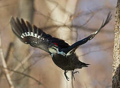 Pileated Woodpecker