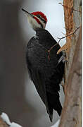 Pileated Woodpecker