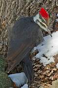 Pileated Woodpecker