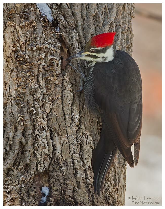 Pileated Woodpecker