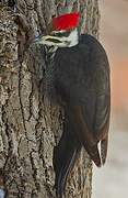 Pileated Woodpecker