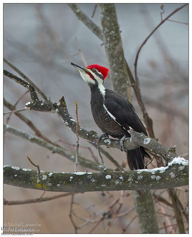 Pileated Woodpecker male adult breeding, habitat, pigmentation