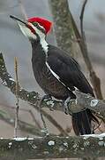 Pileated Woodpecker