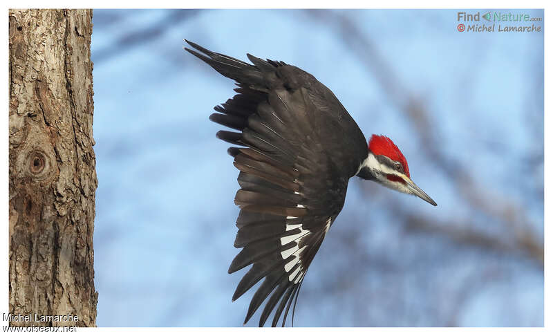 Pileated Woodpecker male adult, Flight