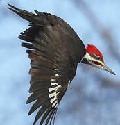 Pileated Woodpecker