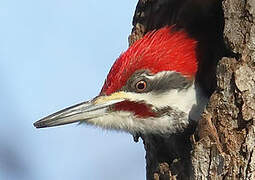 Pileated Woodpecker