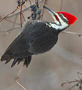 Pileated Woodpecker