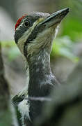 Pileated Woodpecker