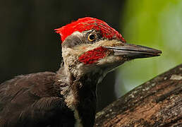 Pileated Woodpecker