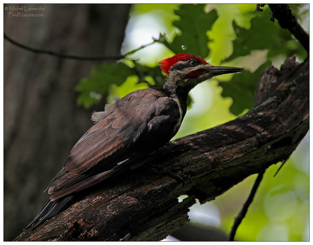 Pileated Woodpecker male