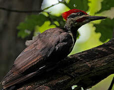 Pileated Woodpecker