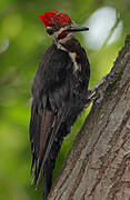 Pileated Woodpecker