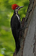 Pileated Woodpecker