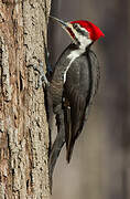 Pileated Woodpecker