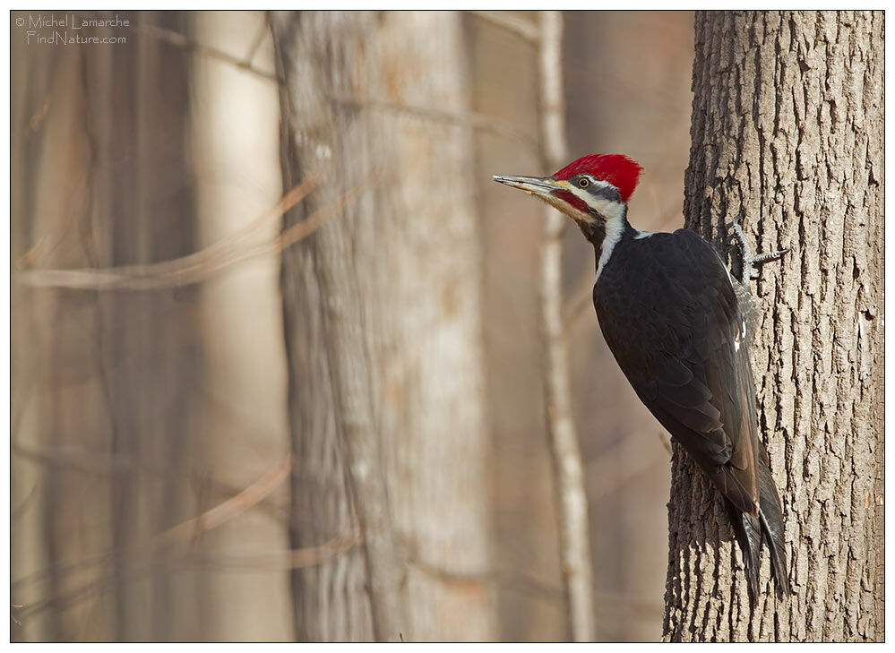 Pileated Woodpecker male adult