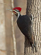 Pileated Woodpecker