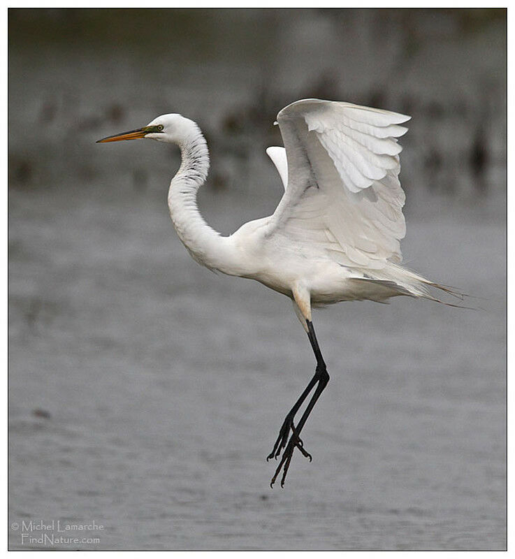 Great Egretadult, Flight