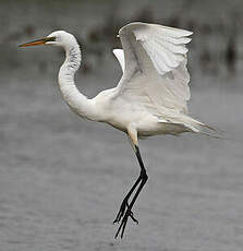 Grande Aigrette